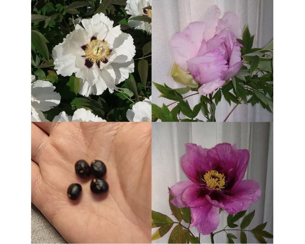 12 Seeds Tree Peony, Paeonia Rockii - Hardy Perennial Flower