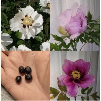 12 Seeds Tree Peony, Paeonia Rockii - Hardy Perennial Flower