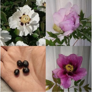 12 Seeds Tree Peony, Paeonia Rockii - Hardy Perennial Flower